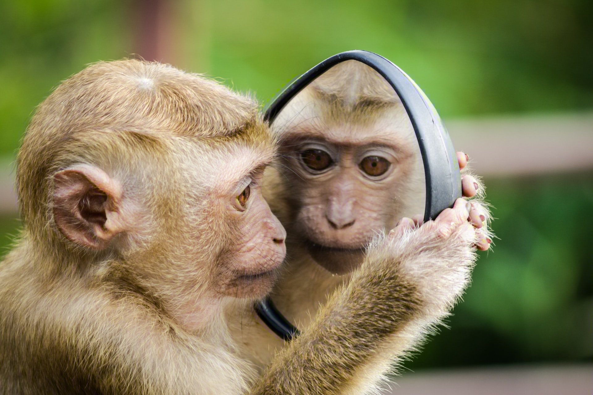 cute monkey holding a small mirror looking closely to his own reflection
